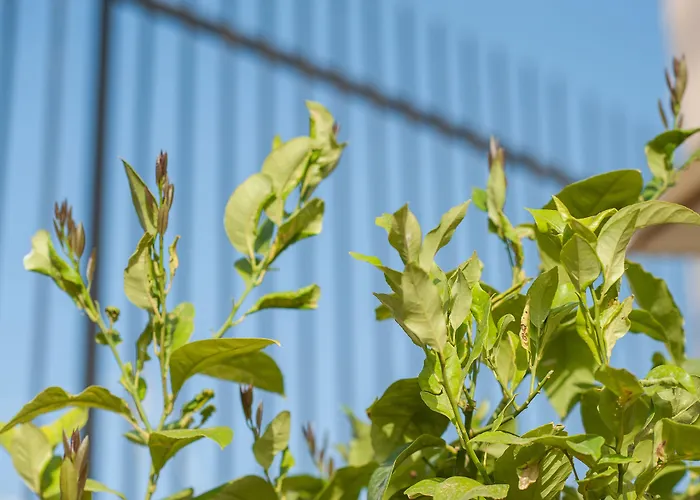 La Maison Ottomane Pensión La Canea